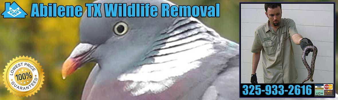 Abilene Wildlife and Animal Removal